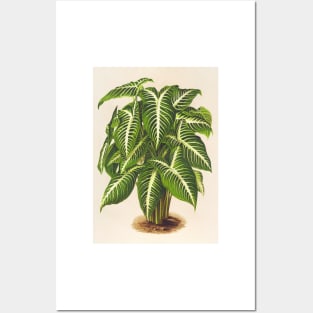 Caladium lindenii - Botanical Illustration Posters and Art